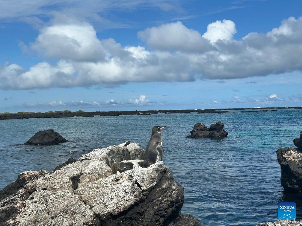 A Galapagos penguin is seen on Isabela Island, Galapagos Islands, Ecuador, Feb. 18, 2025. (Photo: Xinhua)