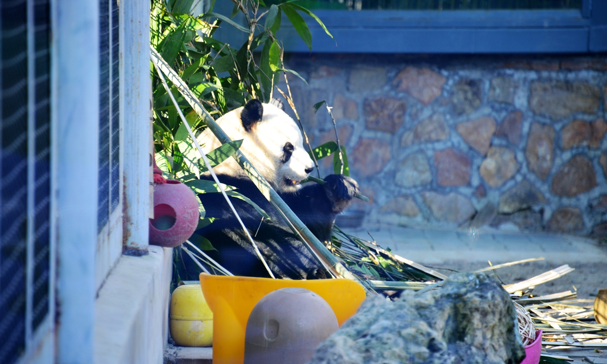 Giant panda Meng Lan eats fresh bamboo in the sunshine at Beijing Zoo on 24 February 2025 in Beijing. Since his birth in July 2015 at the Chengdu Research Base of Giant Panda Breeding in southwest China's Sichuan Province, the adorable Meng Lan has been the object of widespread attention and affection. Photo: VCG