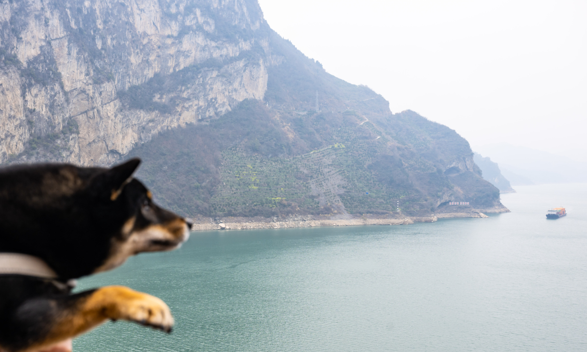A riverside cliff along China's Yangtze River has gone viral as it resembles a puppy. Photo: VCG
