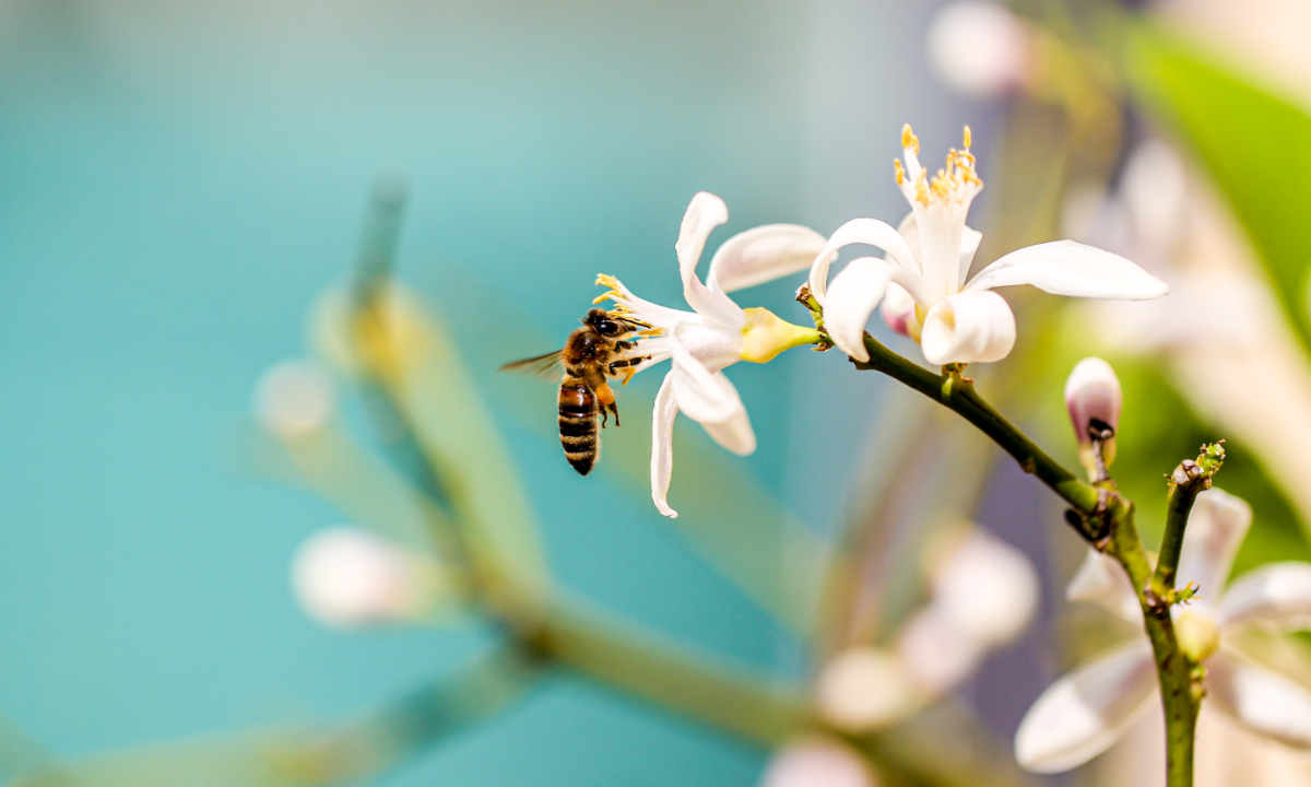 In Jize county, North China's Hebei Province, radiant lemon blossoms attract a bee gathering nectar among the flowers on February 26. Photo: VCG