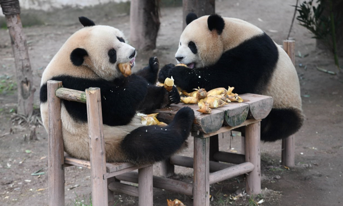 Two giant pandas enjoy their meals at the Chongqing Zoo in Southwest China's Chongqing Municipality on February 25, 2025. Photo: VCG