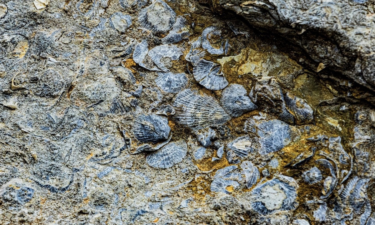470-million-year-old brachiopod fossils discovered in Central China ...