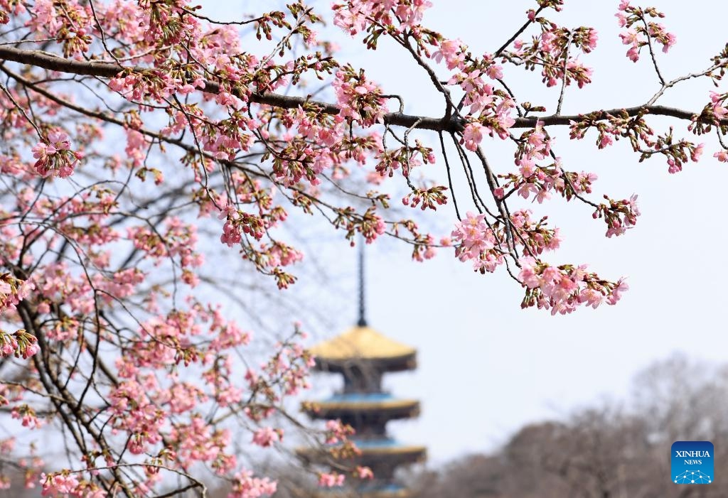 This photo taken on March 6, 2025 shows cherry blossoms at a garden in Wuhan, central China's Hubei Province. (Photo: Xinhua)