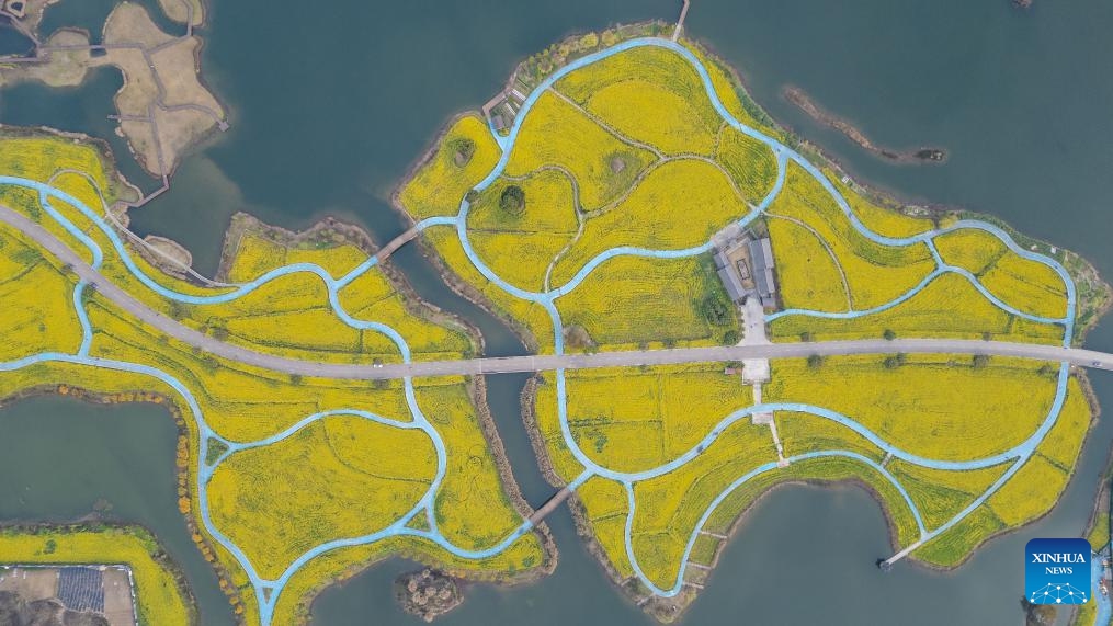 An aerial drone photo taken on March 3, 2025 shows flowering canola fields at a wetland park in Meishan City, southwest China's Sichuan Province. (Photo: Xinhua)