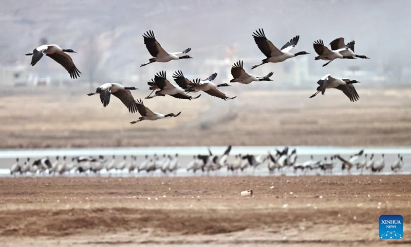 A flock of black-necked cranes overwinters at a reservoir in Lhunzhub County of Lhasa, southwest China's Xizang Autonomous Region, March 8, 2025. Photo: Xinhua