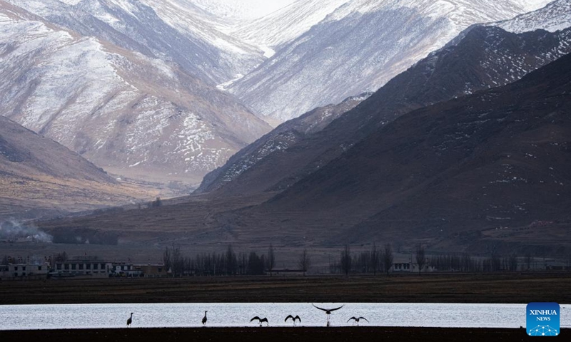 A flock of black-necked cranes overwinters at a reservoir in Lhunzhub County of Lhasa, southwest China's Xizang Autonomous Region, March 8, 2025. Photo: Xinhua
