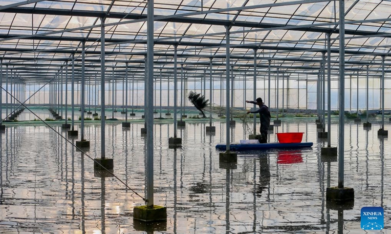 A farmer works in a crayfish field of a demonstration base in Xuyi County, east China's Jiangsu Province, March 8, 2025. As the temperature rises, crayfish are on the market in Xuyi County, a well-known crayfish production hub in China. In recent years, Xuyi has vigorously developed crayfish industry. The ecological breeding area of crayfish in the county has reached one million mu (about 66,667 hectares), and over 210,000 people are involved in the crayfish industry. Crayfish industry has become a boost to the local rural revitalization. Photo: Xinhua