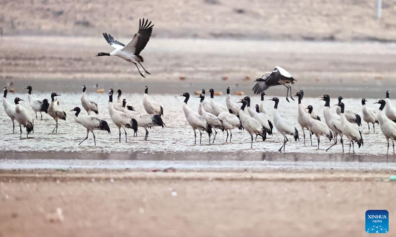 A flock of black-necked cranes overwinters at a reservoir in Lhunzhub County of Lhasa, southwest China's Xizang Autonomous Region, March 8, 2025. Photo: Xinhua