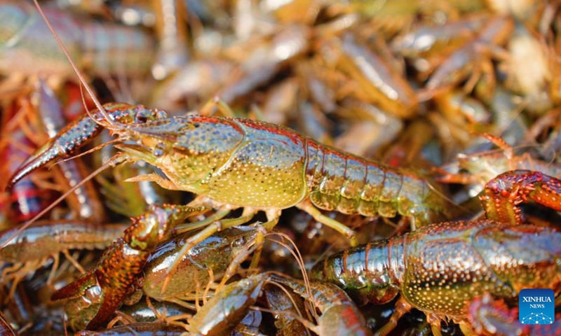 Crayfish are pictured at a crayfish breeding company in Xuyi County, east China's Jiangsu Province, March 8, 2025. As the temperature rises, crayfish are on the market in Xuyi County, a well-known crayfish production hub in China. In recent years, Xuyi has vigorously developed crayfish industry. The ecological breeding area of crayfish in the county has reached one million mu (about 66,667 hectares), and over 210,000 people are involved in the crayfish industry. Crayfish industry has become a boost to the local rural revitalization. Photo: Xinhua