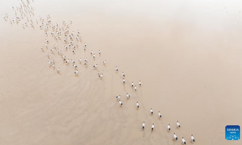 An aerial drone photo taken on March 8, 2025 shows a flock of black-necked cranes overwintering at a reservoir in Lhunzhub County of Lhasa, southwest China's Xizang Autonomous Region. Photo: Xinhua