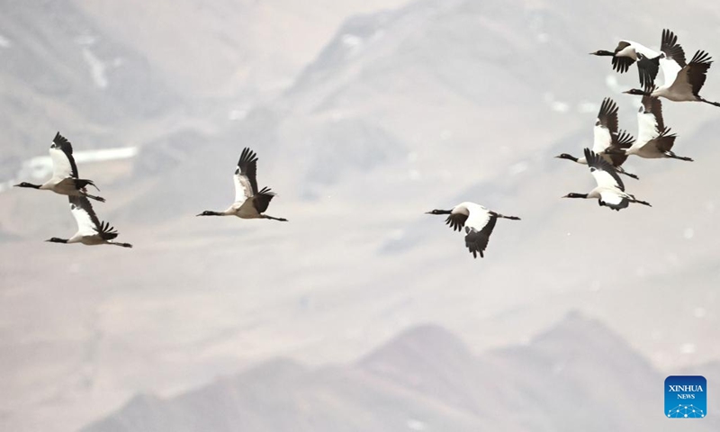 Black-necked cranes fly over a reservoir in Lhunzhub County of Lhasa, southwest China's Xizang Autonomous Region, March 8, 2025. Photo: Xinhua