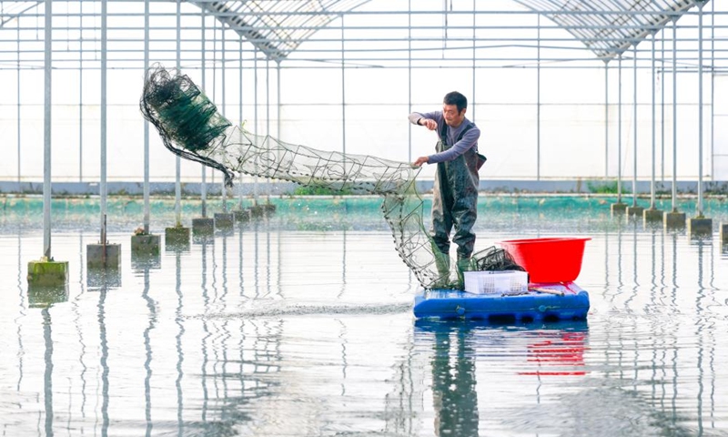 A farmer works in a crayfish field of a demonstration base in Xuyi County, east China's Jiangsu Province, March 8, 2025. As the temperature rises, crayfish are on the market in Xuyi County, a well-known crayfish production hub in China. In recent years, Xuyi has vigorously developed crayfish industry. The ecological breeding area of crayfish in the county has reached one million mu (about 66,667 hectares), and over 210,000 people are involved in the crayfish industry. Crayfish industry has become a boost to the local rural revitalization. Photo: Xinhua