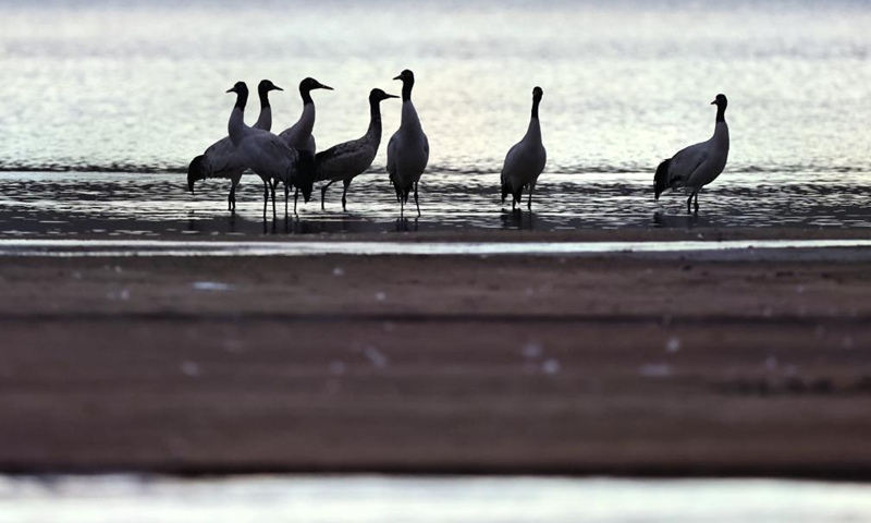 Black-necked cranes overwinter at a reservoir in Lhunzhub County of Lhasa, southwest China's Xizang Autonomous Region, March 8, 2025. Photo: Xinhua