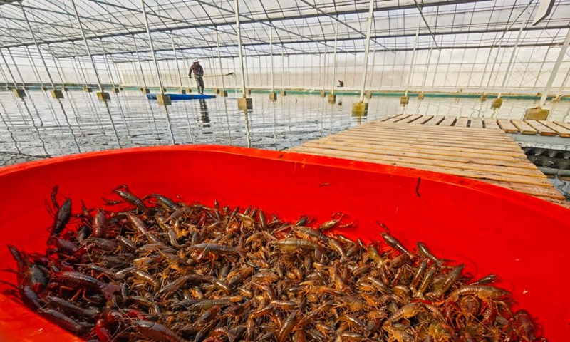 Crayfish are pictured at a crayfish breeding company in Xuyi County, east China's Jiangsu Province, March 8, 2025. As the temperature rises, crayfish are on the market in Xuyi County, a well-known crayfish production hub in China. In recent years, Xuyi has vigorously developed crayfish industry. The ecological breeding area of crayfish in the county has reached one million mu (about 66,667 hectares), and over 210,000 people are involved in the crayfish industry. Crayfish industry has become a boost to the local rural revitalization. Photo: Xinhua