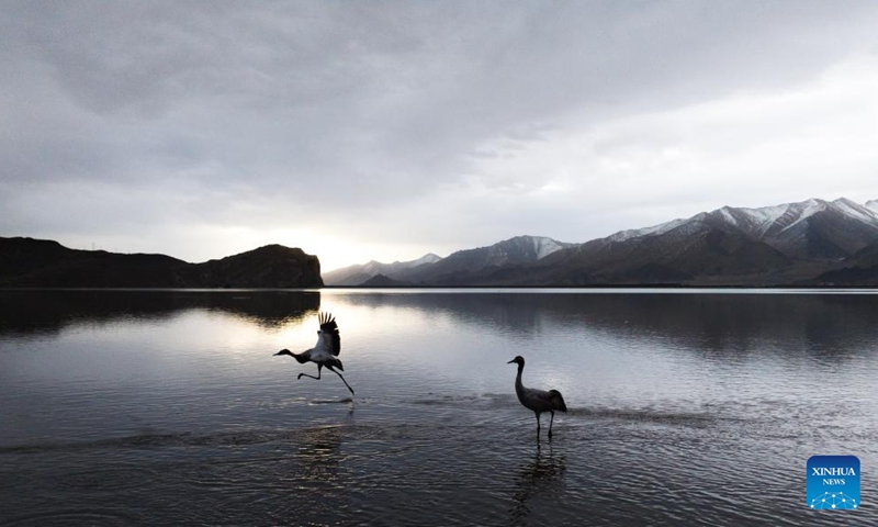 A drone photo taken on March 8, 2025 shows black-necked cranes at a reservoir in Lhunzhub County of Lhasa, southwest China's Xizang Autonomous Region. Photo: Xinhua