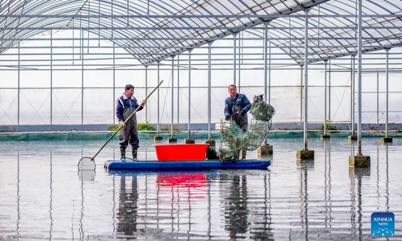 Farmers work in a crayfish field of a demonstration base in Xuyi County, east China's Jiangsu Province, March 8, 2025. As the temperature rises, crayfish are on the market in Xuyi County, a well-known crayfish production hub in China. In recent years, Xuyi has vigorously developed crayfish industry. The ecological breeding area of crayfish in the county has reached one million mu (about 66,667 hectares), and over 210,000 people are involved in the crayfish industry. Crayfish industry has become a boost to the local rural revitalization. Photo: Xinhua