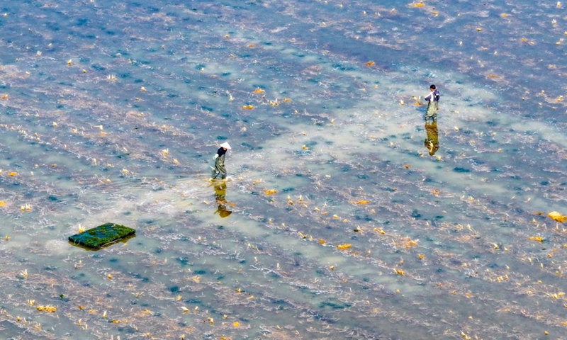 An aerial drone photo taken on March 8, 2025 shows farmers planting aquatic plants in a crayfish field of a demonstration base in Xuyi County, east China's Jiangsu Province. As the temperature rises, crayfish are on the market in Xuyi County, a well-known crayfish production hub in China. In recent years, Xuyi has vigorously developed crayfish industry. The ecological breeding area of crayfish in the county has reached one million mu (about 66,667 hectares), and over 210,000 people are involved in the crayfish industry. Crayfish industry has become a boost to the local rural revitalization. Photo: Xinhua