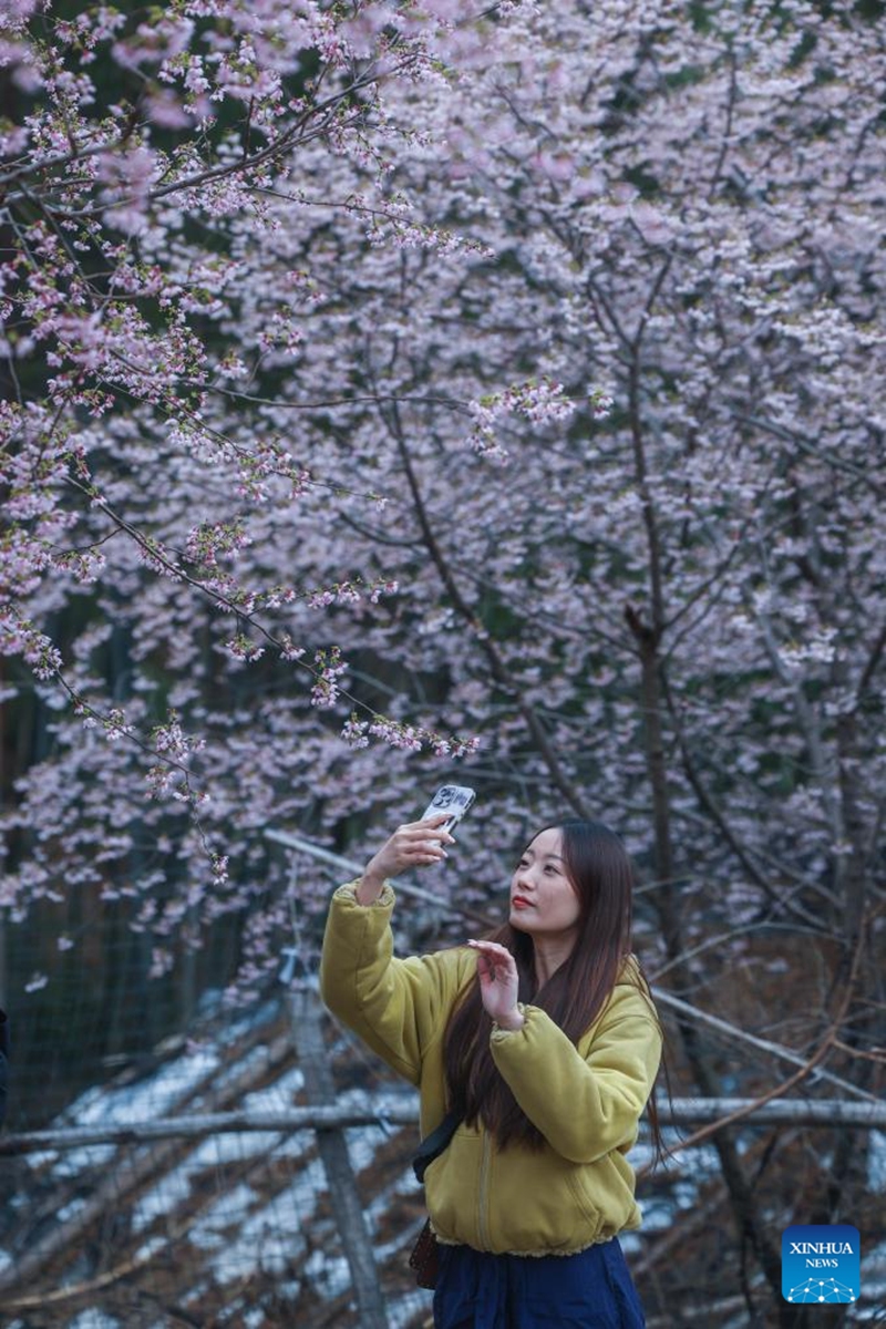 A tourist takes photos of cherry blossoms in Qianyuan Village of Sandu Town, Jiande City, east China's Zhejiang Province, March 6, 2025. In recent years, Sandu Town has helped local residents increase their income by promoting seasonal sightseeing routes featuring mountain blossoms, camping sites and homestays. Photo: Xinhua