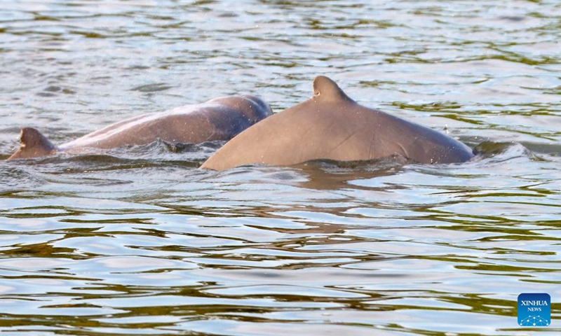 Mekong Irrawaddy dolphins swim in the Mekong River in Kratie province, Cambodia, on March 8, 2025. The Mekong Irrawaddy dolphins have been listed as critically endangered on the International Union for Conservation of Nature (IUCN) Red List of Threatened Species since 2004. Photo: Xinhua