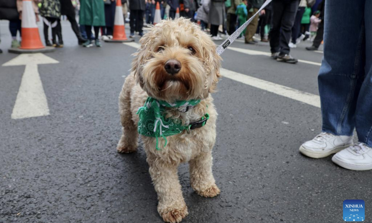 A dog attends the St. Patrick's Day Parade in London, Britain, on March 16, 2025. St. Patrick's Day is widely celebrated by Irish communities around the world. (Xinhua)