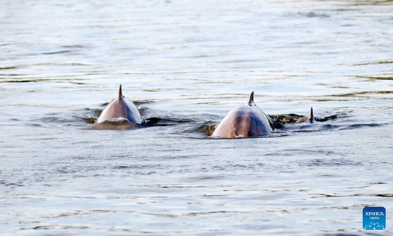 Mekong Irrawaddy dolphins swim in the Mekong River in Kratie province, Cambodia, on March 8, 2025. The Mekong Irrawaddy dolphins have been listed as critically endangered on the International Union for Conservation of Nature (IUCN) Red List of Threatened Species since 2004. Photo: Xinhua