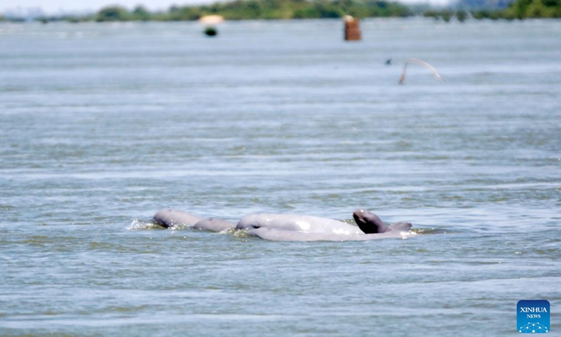 Mekong Irrawaddy dolphins swim in the Mekong River in Kratie province, Cambodia, on March 9, 2025. The Mekong Irrawaddy dolphins have been listed as critically endangered on the International Union for Conservation of Nature (IUCN) Red List of Threatened Species since 2004. Photo: Xinhua