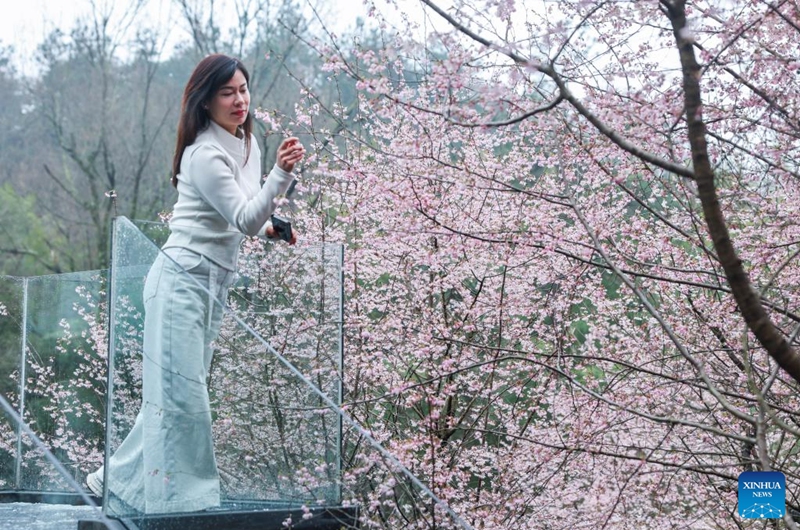 A tourist views cherry blossoms at a homestay in Qianyuan Village of Sandu Town, Jiande City, east China's Zhejiang Province, March 6, 2025. In recent years, Sandu Town has helped local residents increase their income by promoting seasonal sightseeing routes featuring mountain blossoms, camping sites and homestays. Photo: Xinhua