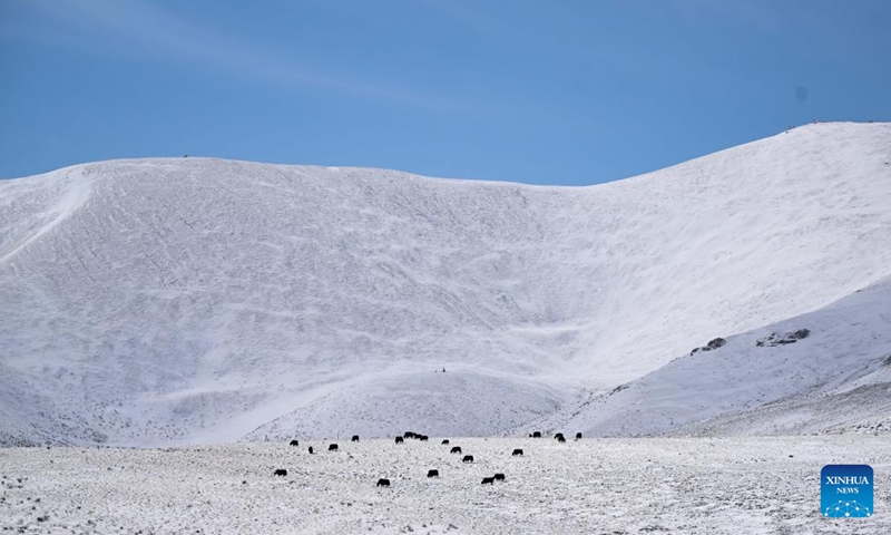 Yaks are seen on snow-covered grassland in the Tibetan Autonomous Prefecture of Golog, northwest China's Qinghai Province, March 8, 2025. Photo: Xinhua