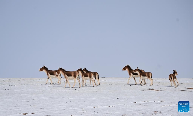 Tibetan wild donkeys are seen on snow-covered grassland in the Tibetan Autonomous Prefecture of Golog, northwest China's Qinghai Province, March 6, 2025. Photo: Xinhua