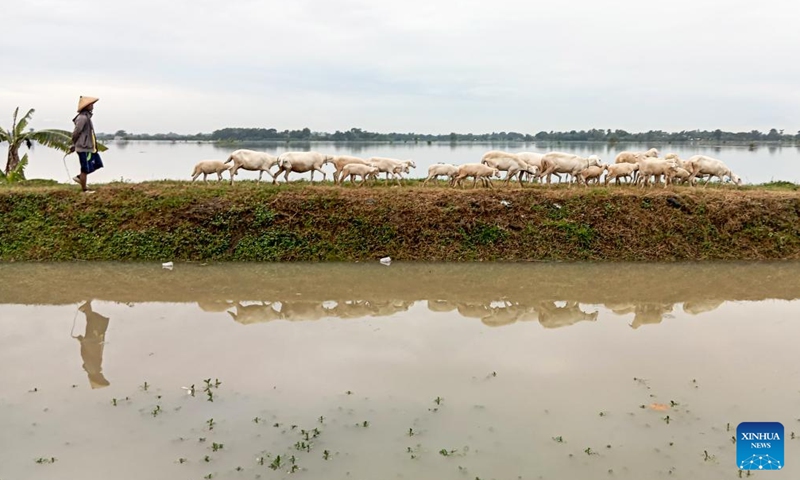 This photo taken with a mobile phone shows a shepherd and his flock passing by submerged area after heavy rainfall in Grobogan Regency, Central Java, Indonesia, March 10, 2025. (Photo: Xinhua)