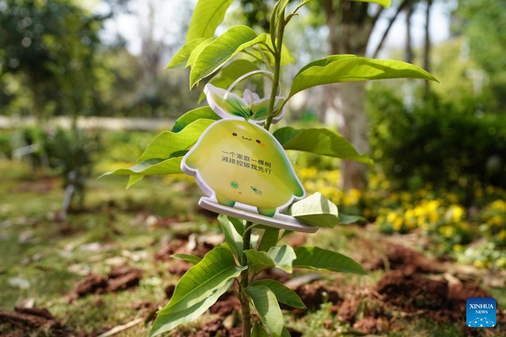 This photo taken on March 11, 2025 shows a newly-planted sapling in Panlong District of Kunming, southwest China's Yunnan Province. (Photo: Xinhua)