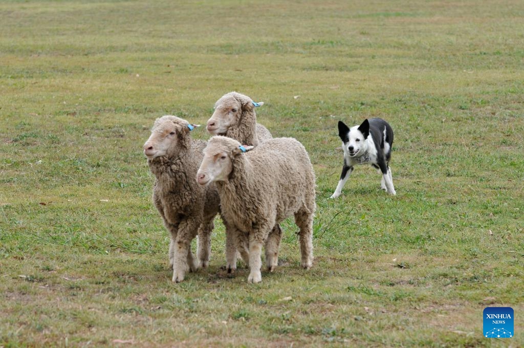 A sheep dog competes during the National Sheepdog Trial Championships held in Canberra, Australia, March 11, 2025. The ongoing National Sheepdog Trial Championships kicked off on March 10 and will last until March 16. (Photo: Xinhua)