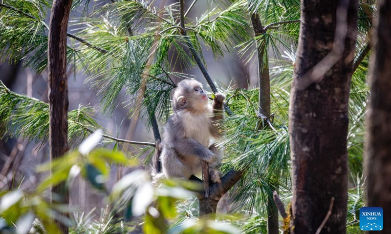 A snub-nosed monkey is pictured at the Baima Snow Mountain National Nature Reserve in southwest China's Yunnan Province, March 10, 2025. The black-and-white snub-nosed monkey, also known as the Yunnan golden hair monkey, is a national first-class protected animal of China. The species is also on the Red List of the International Union for Conservation of Nature (IUCN). (Photo: Xinhua)