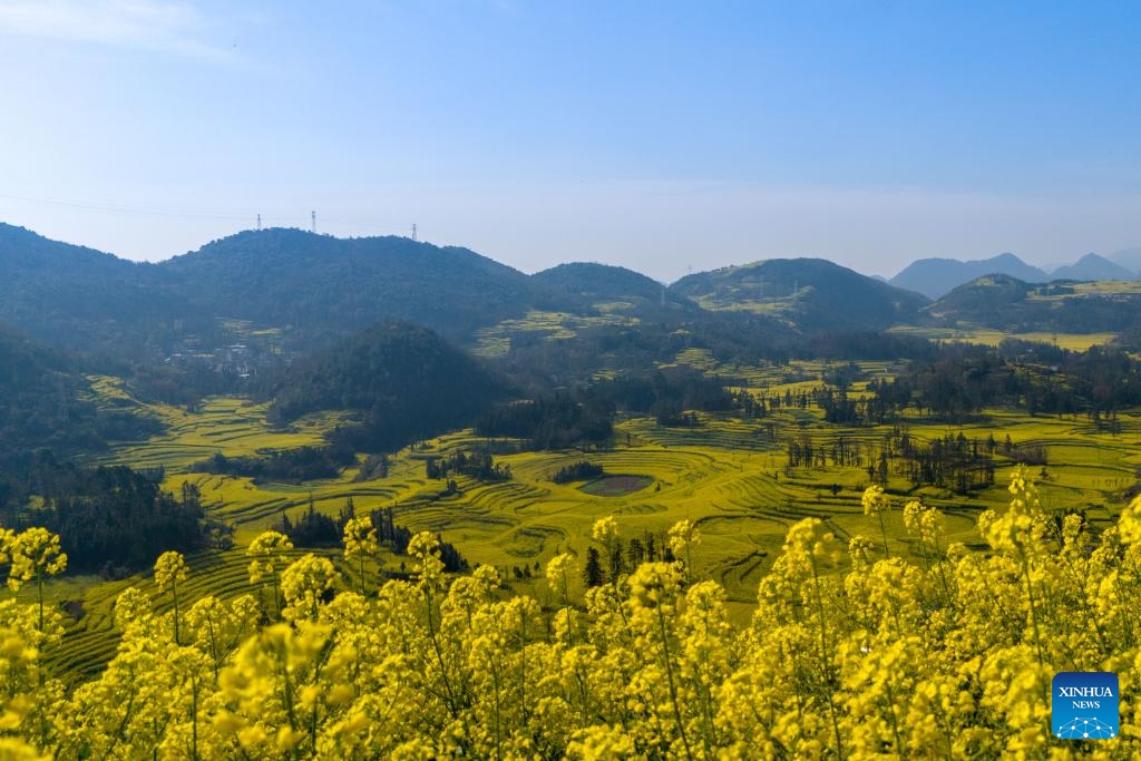 An aerial drone photo shows cole flower fields in Luoping County, southwest China's Yunnan Province, March 11, 2025 (Photo: Xinhua)