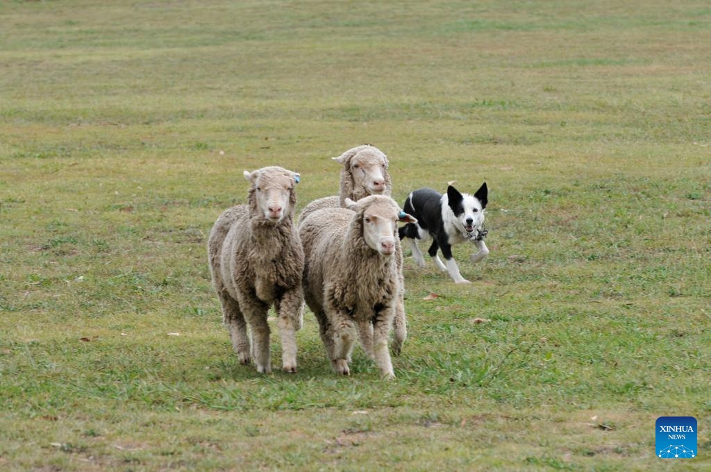 A sheep dog competes during the National Sheepdog Trial Championships held in Canberra, Australia, March 11, 2025. The ongoing National Sheepdog Trial Championships kicked off on March 10 and will last until March 16. (Photo: Xinhua)