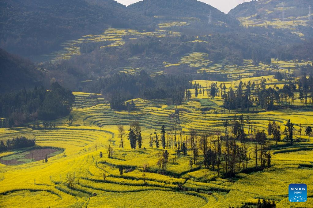 This photo shows cole flower fields in Luoping County, southwest China's Yunnan Province, March 11, 2025. (Photo: Xinhua)
