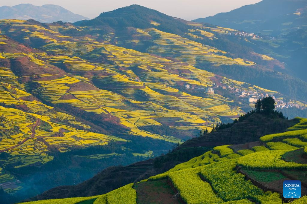 This photo shows cole flower fields in Gegang Village of Luoping County, southwest China's Yunnan Province, March 11, 2025. (Photo: Xinhua)