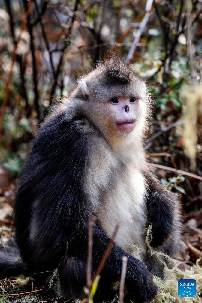 Snub-nosed monkeys seen at Baima Snow Mountain National Nature