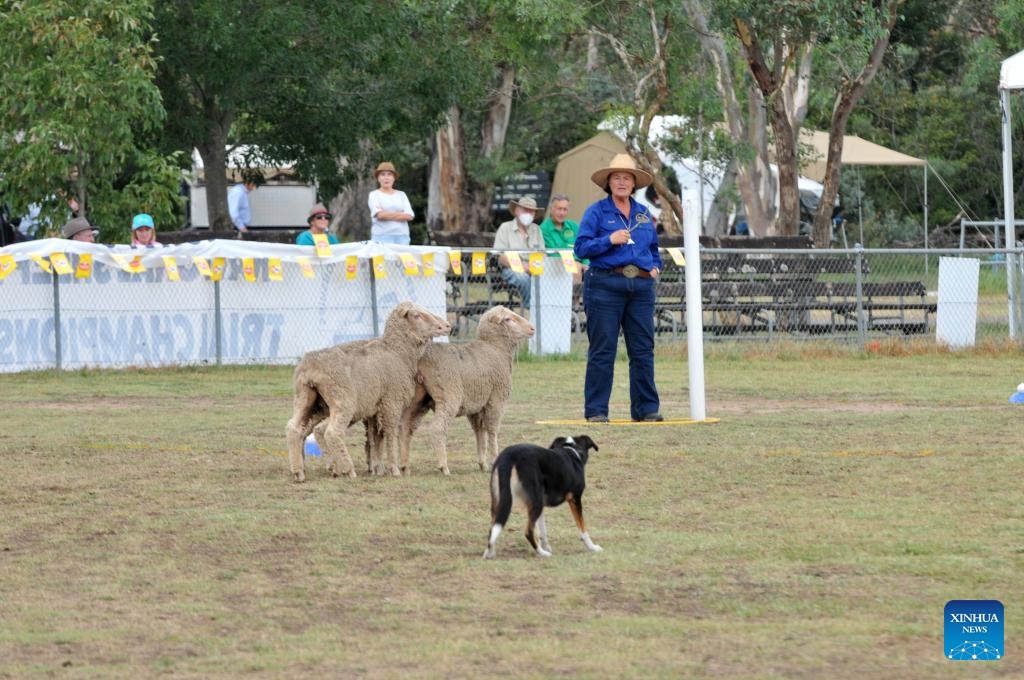 A sheep dog competes during the National Sheepdog Trial Championships held in Canberra, Australia, March 11, 2025. The ongoing National Sheepdog Trial Championships kicked off on March 10 and will last until March 16. (Photo: Xinhua)
