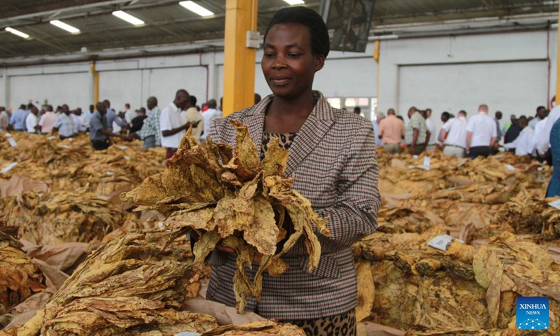 Tobacco farmer Tendai Chimhondoro checks her tobacco at the Tobacco Sales Floor in Harare, Zimbabwe, on March 5, 2025 (Photo: Xinhua)