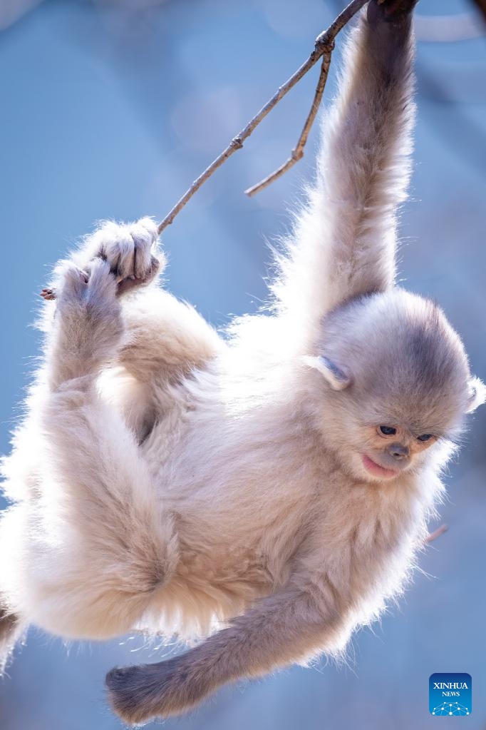 A snub-nosed monkey is pictured at the Baima Snow Mountain National Nature Reserve in southwest China's Yunnan Province, March 10, 2025. The black-and-white snub-nosed monkey, also known as the Yunnan golden hair monkey, is a national first-class protected animal of China. The species is also on the Red List of the International Union for Conservation of Nature (IUCN). (Photo: Xinhua)