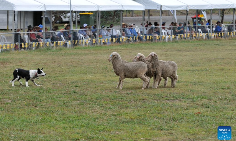 A sheep dog competes during the National Sheepdog Trial Championships held in Canberra, Australia, March 11, 2025. The ongoing National Sheepdog Trial Championships kicked off on March 10 and will last until March 16. (Photo: Xinhua)