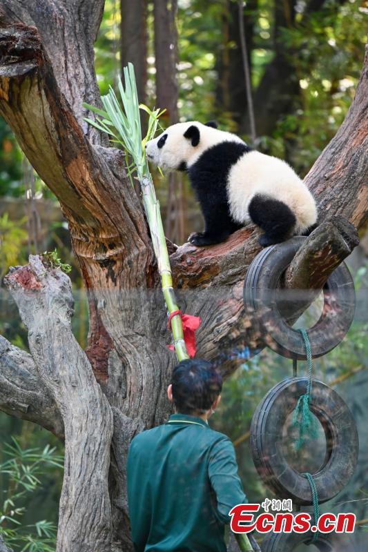 Giant panda nicknamed Mei Zhu, plays at her new home at the Chimelong Safari Park in Guangzhou, south China's Guangdong Province, March 11, 2025. (Photo: China News Service)

