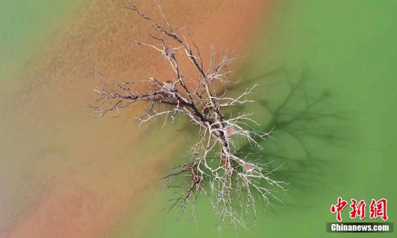Aerial photo shows trees in the Yellow River's wetlands becoming a gathering place for grey herons in Haidong City, northwest China's Qinghai Province. As temperatures gradually rise, a group of special guests, grey herons, have arrived along the Yellow River, adding a beautiful ecological touch to the early spring landscape. (Photo: China News Service)