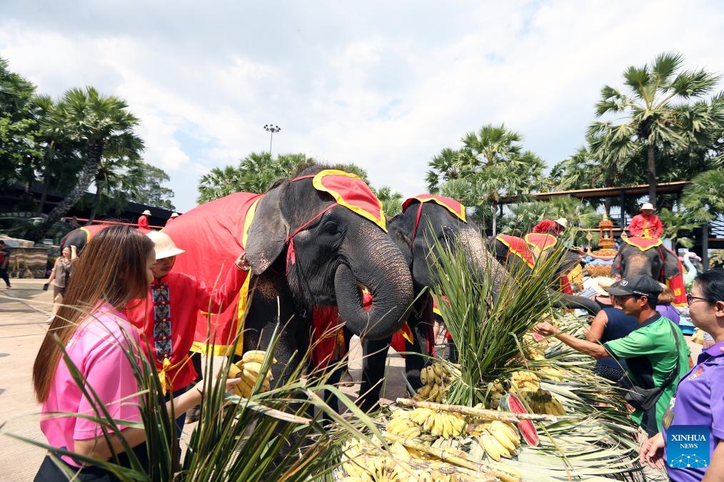 Elephants eat fruits during an elephant buffet marking the Thai National Elephant Day at Nong Nooch Tropical Garden in Pattaya, Thailand, March 13, 2025. Thai National Elephant Day is celebrated on March 13 annually in Thailand. (Photo: Xinhua)