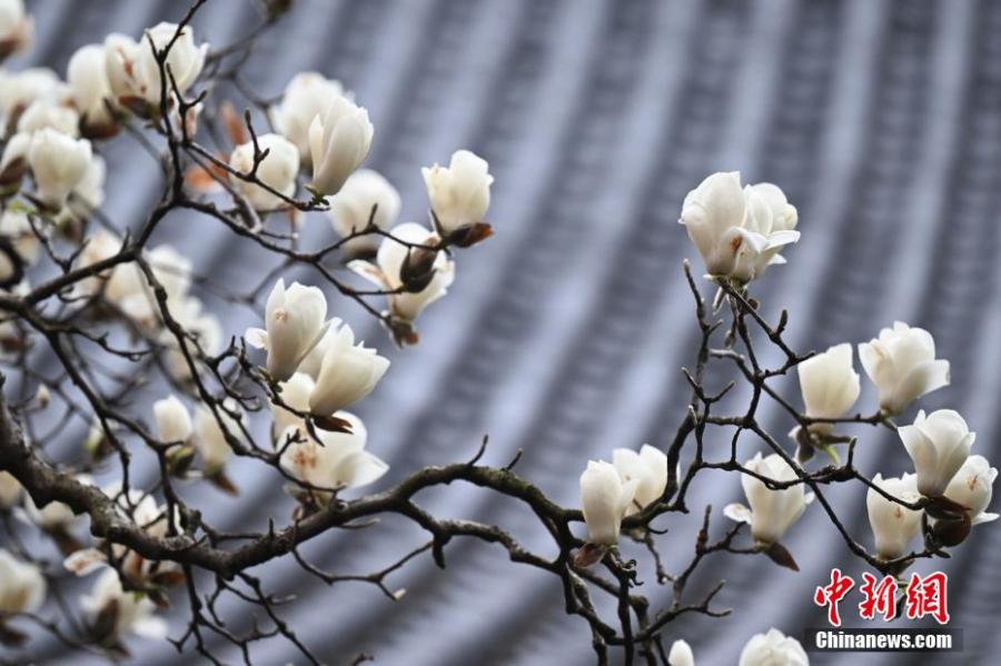 Photo taken on March. 12, 2025 shows the spring scenery in Faxi temple in Hangzhou, Zhejiang Province. A magnolia tree over 500 years old has blossomed in early spring, attracting a lot of visitors. (Photo: China News Service)