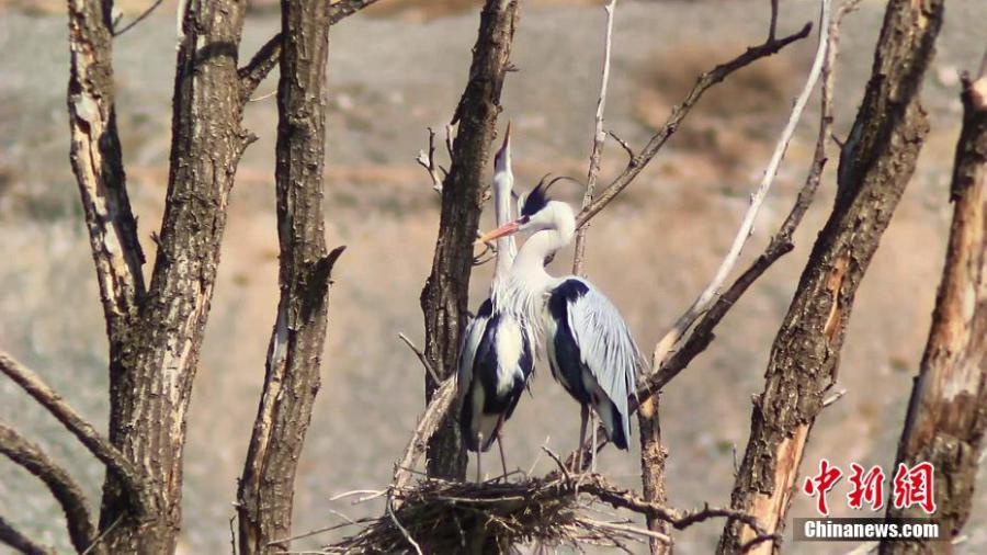 Grey herons build a nest with its partners in Haidong City, northwest China's Qinghai Province. (Photo: China News Service)