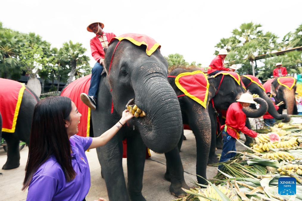 Elephants eat fruits during an elephant buffet marking the Thai National Elephant Day at Nong Nooch Tropical Garden in Pattaya, Thailand, March 13, 2025. Thai National Elephant Day is celebrated on March 13 annually in Thailand. (Photo: Xinhua)
