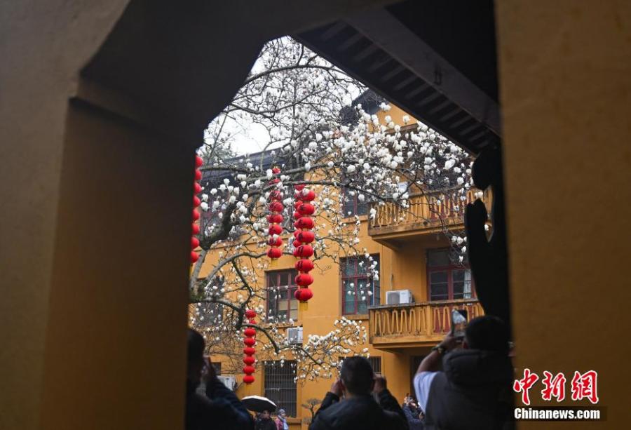 Photo taken on March. 12, 2025 shows the spring scenery in Faxi temple in Hangzhou, Zhejiang Province. A magnolia tree over 500 years old has blossomed in early spring, attracting a lot of visitors. (Photo: China News Service)