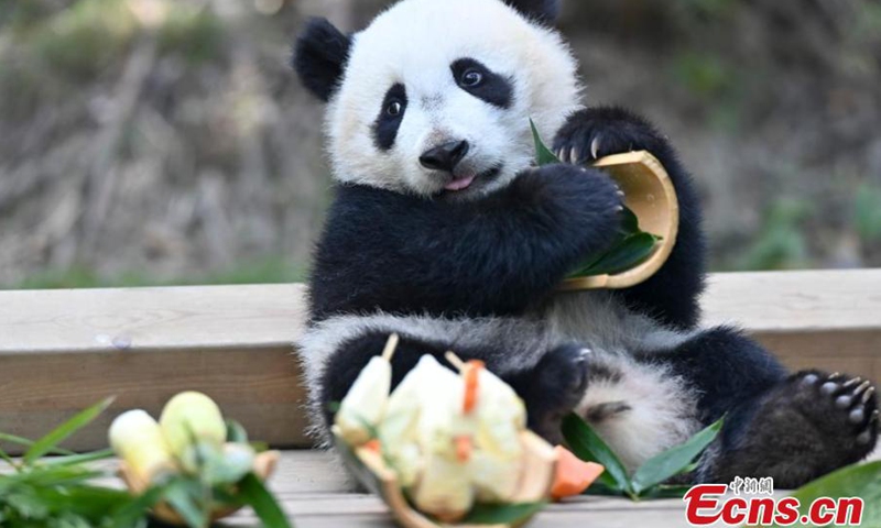 Giant panda nicknamed Mei Zhu, enjoys a special meal at her new home at the Chimelong Safari Park in Guangzhou, south China's Guangdong Province, March 11, 2025. The giant panda cub moved into her new home on Tuesday at the Chimelong Safari Park. (Photo: China News Service)

